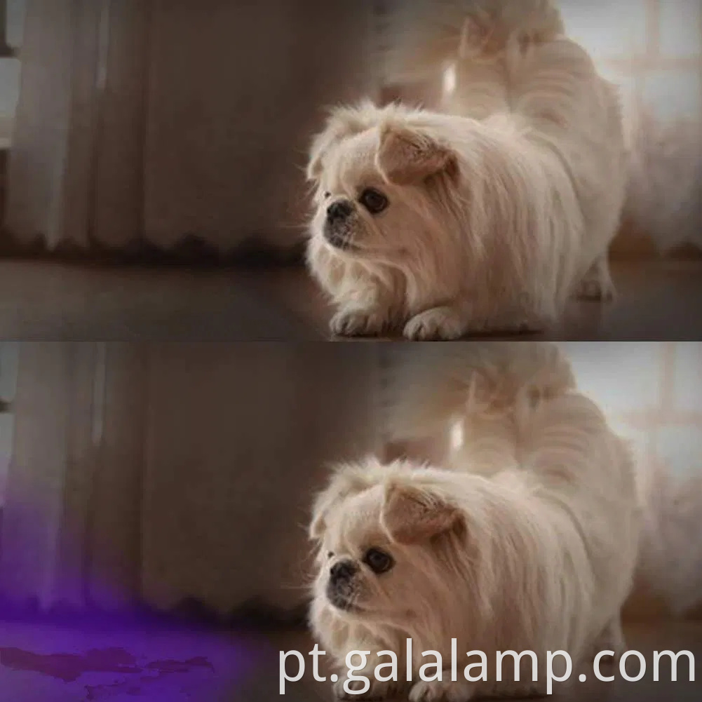 Tocha portátil portátil para eliminar manchas de urina para cães